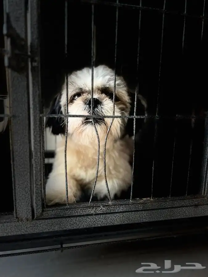 يوجد جميع انواع الكلاب للتلقيح ( للتزاوج ) 16