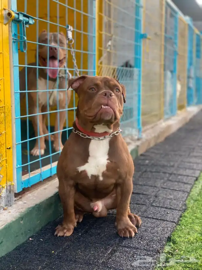 يوجد جميع انواع الكلاب للتلقيح ( للتزاوج ) 20