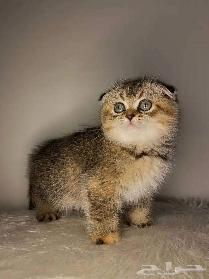 قطط سكوتش فولد تربل 0