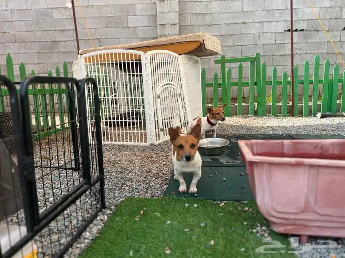 يوجد جميع انواع الكلاب للتلقيح ( للتزاوج ) 14