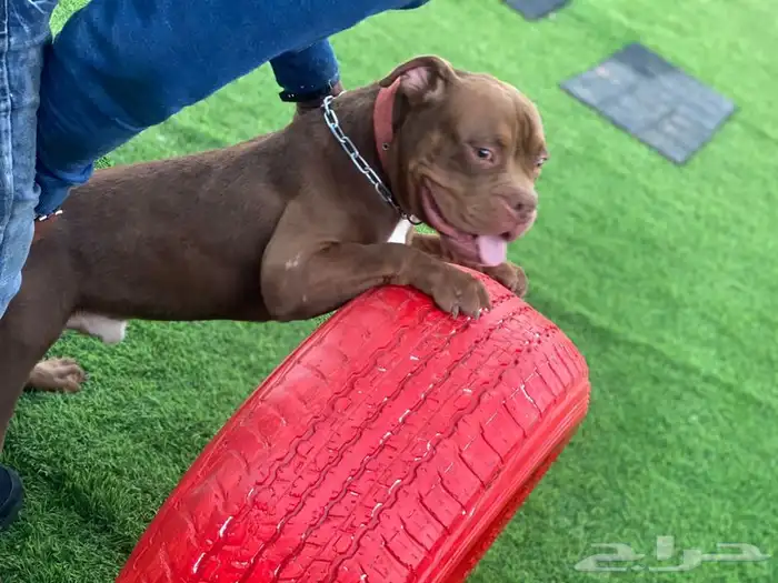 يوجد جميع انواع الكلاب للتلقيح ( للتزاوج ) 19