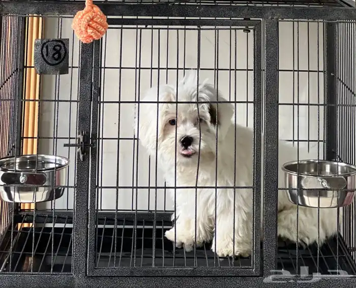 يوجد جميع انواع الكلاب للتلقيح ( للتزاوج ) 17