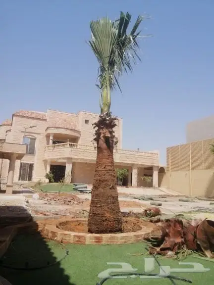تكريب النخيل 2