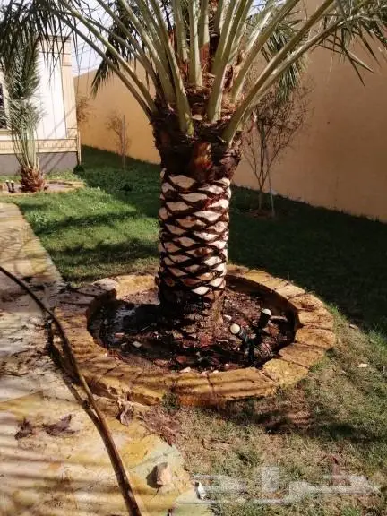 تكريب النخيل 7