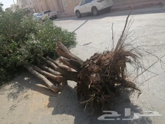 تكريب النخيل 4