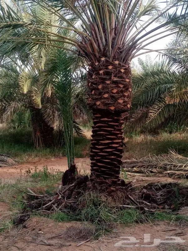 تكريب النخيل 10