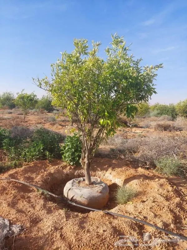 تكريب النخيل 11