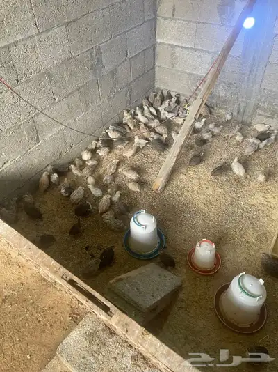 للبيع سمان 2