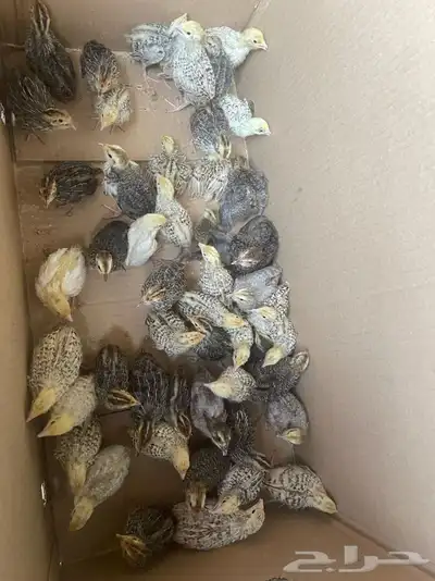 للبيع سمان 5