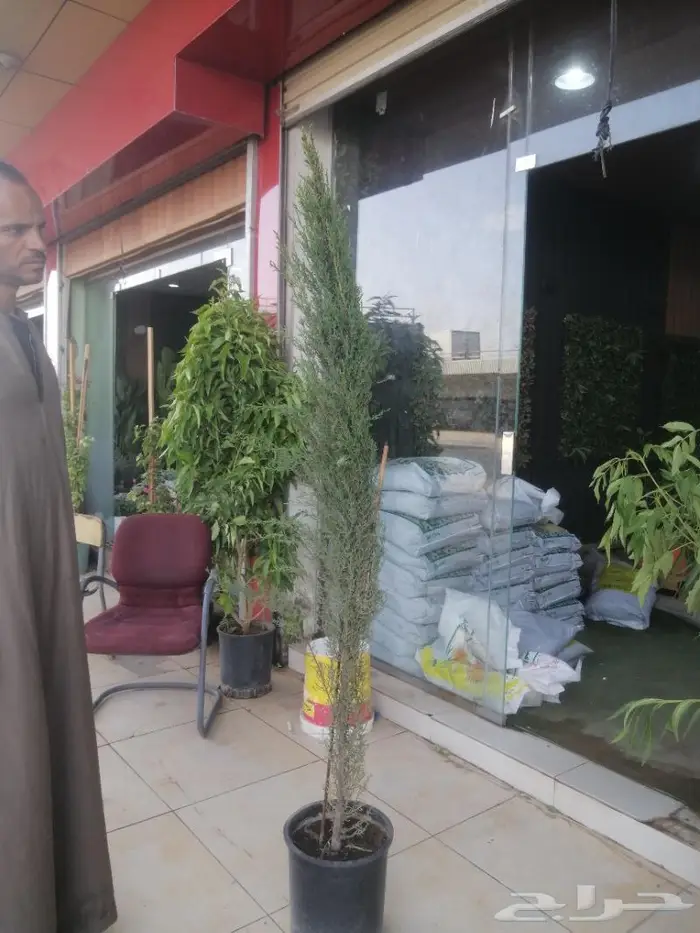 تكريب النخيل 14