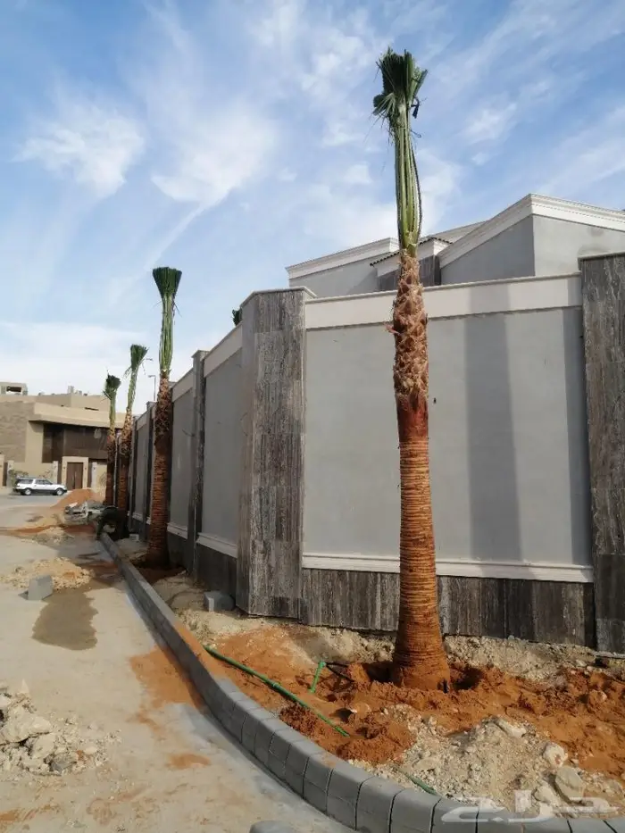 تكريب النخيل 12