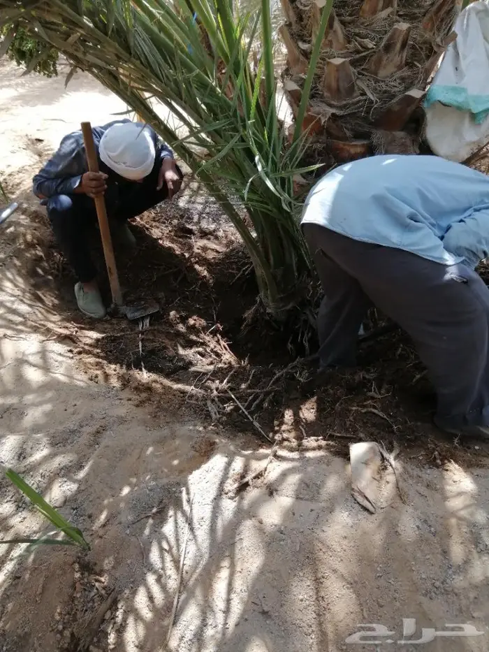 تكريب النخيل 17