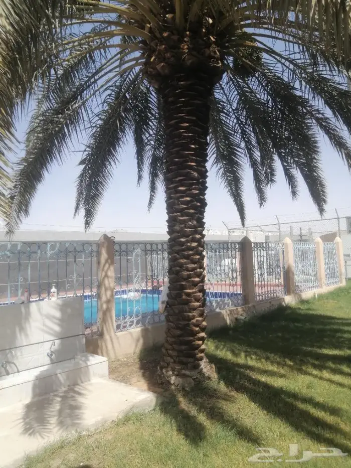 تكريب النخيل 18