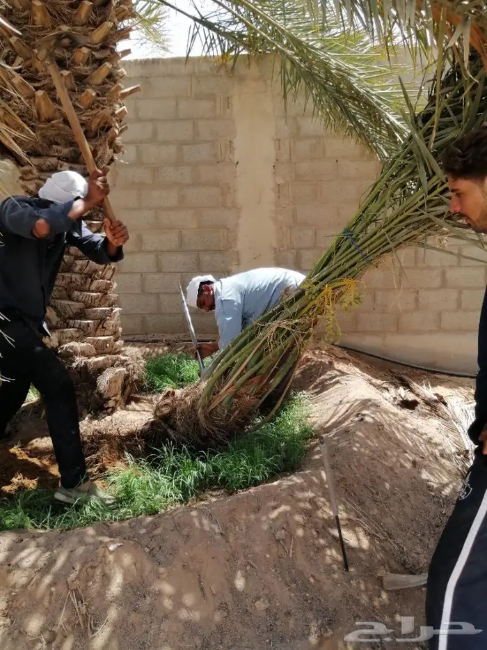تكريب النخيل 19