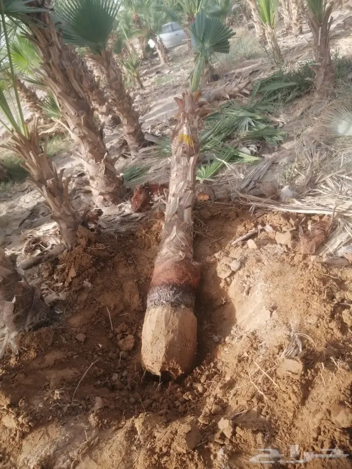 تكريب النخيل 20