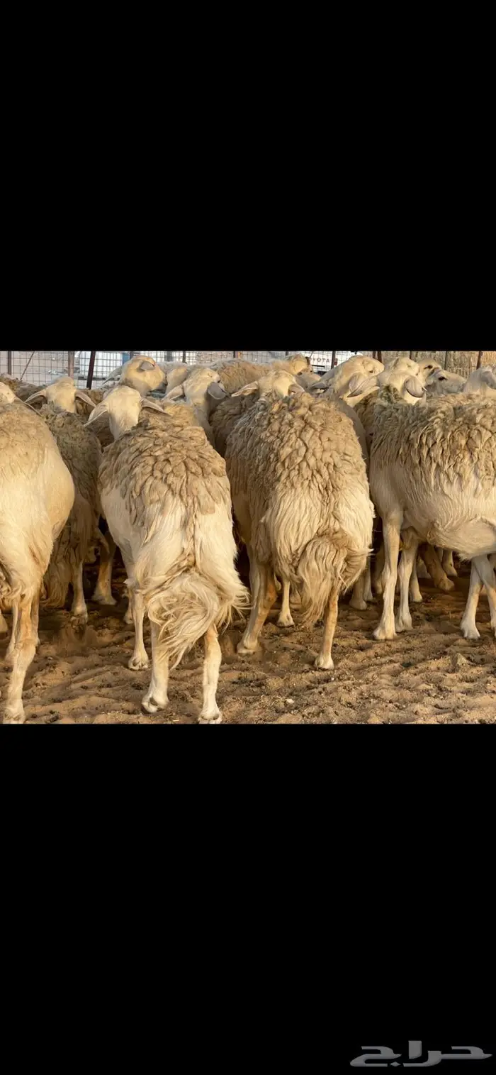 غنم حريات حرش صنف درجة أولى ( تم البيع ) 3