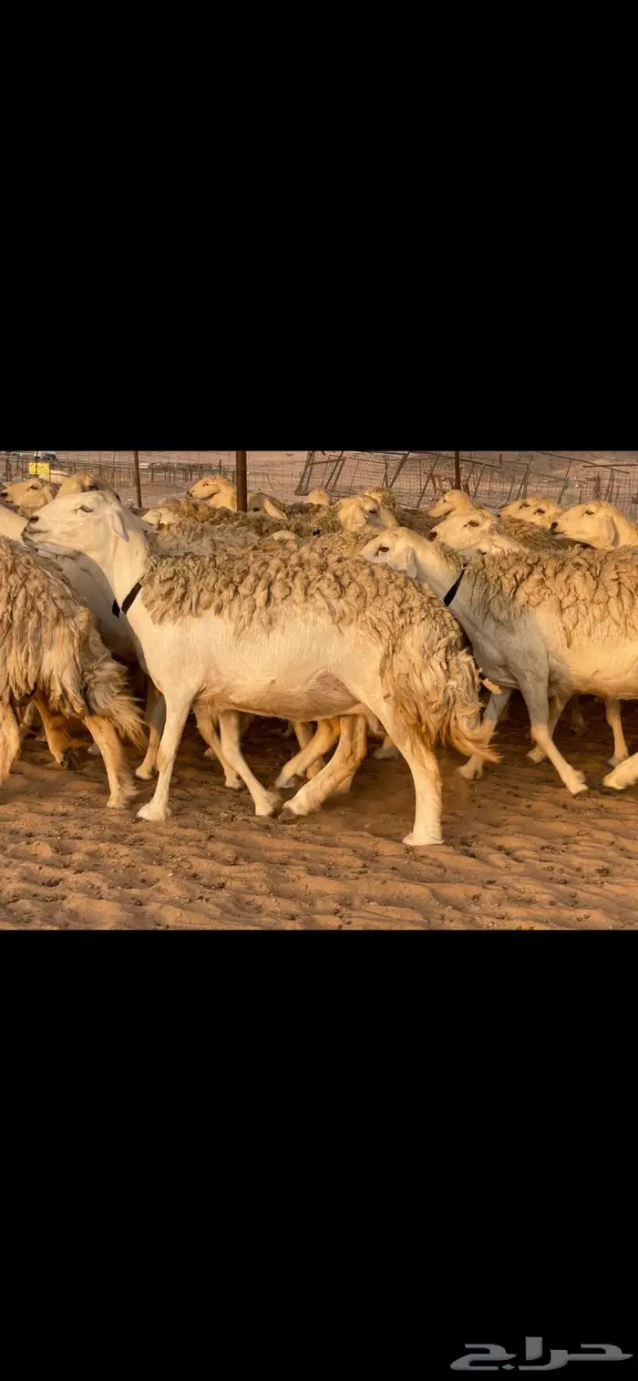 غنم حريات حرش صنف درجة أولى ( تم البيع ) 2