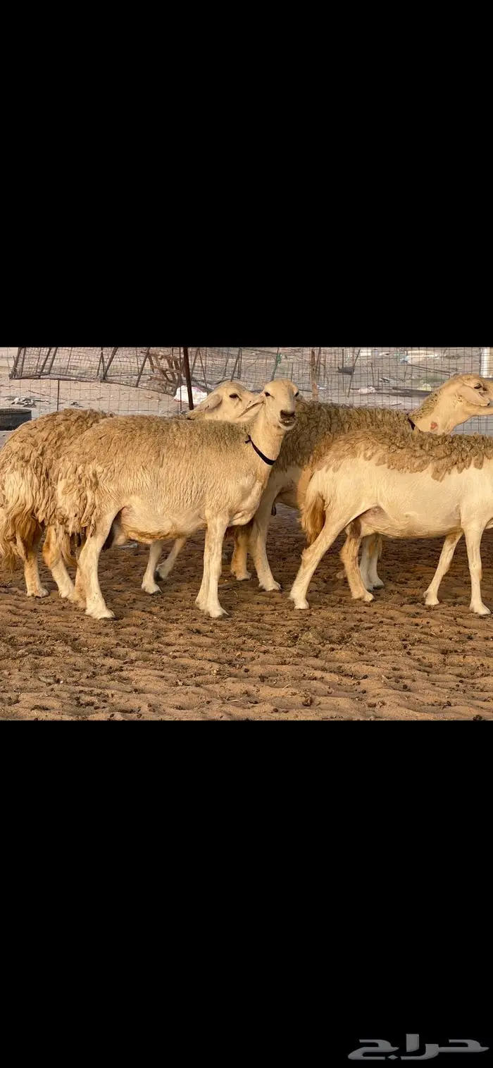 غنم حريات حرش صنف درجة أولى ( تم البيع ) 4