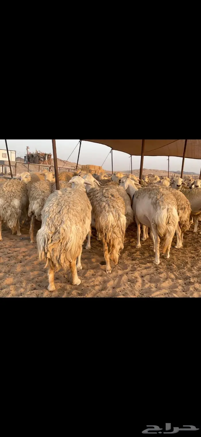 غنم حريات حرش صنف درجة أولى ( تم البيع ) 7