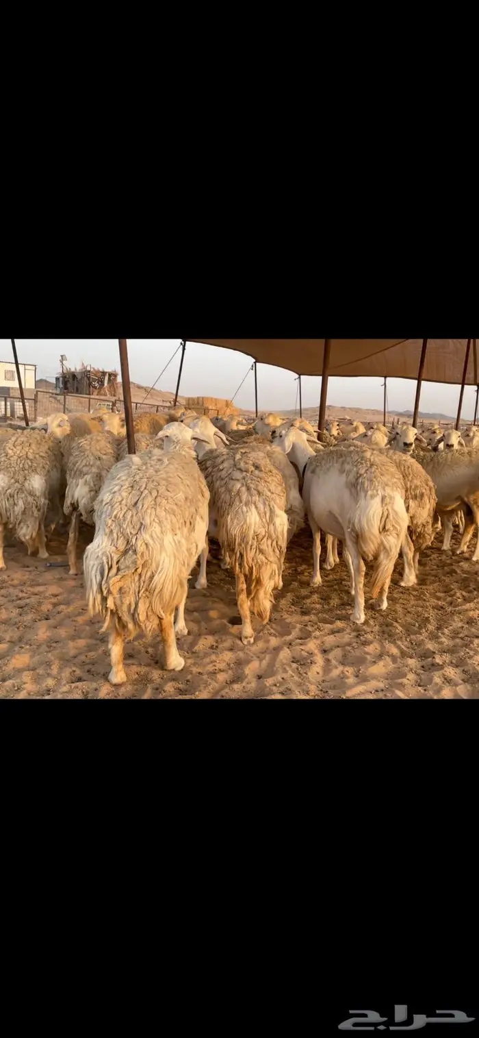 غنم حريات حرش صنف درجة أولى ( تم البيع ) 8