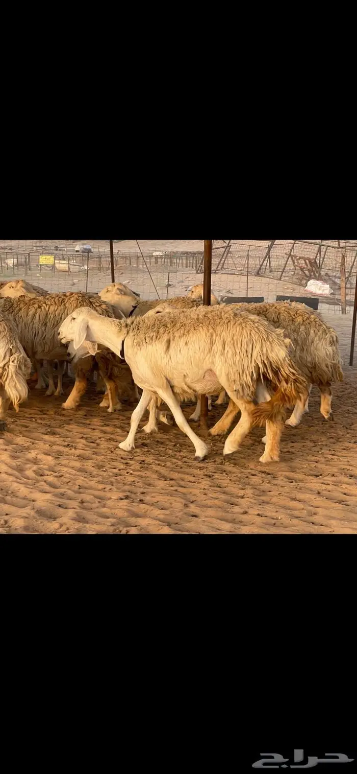 غنم حريات حرش صنف درجة أولى ( تم البيع ) 10