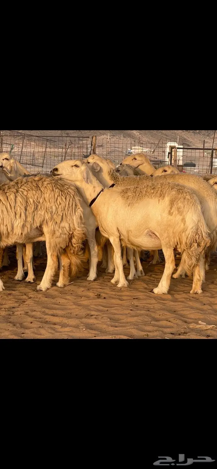 غنم حريات حرش صنف درجة أولى ( تم البيع ) 11