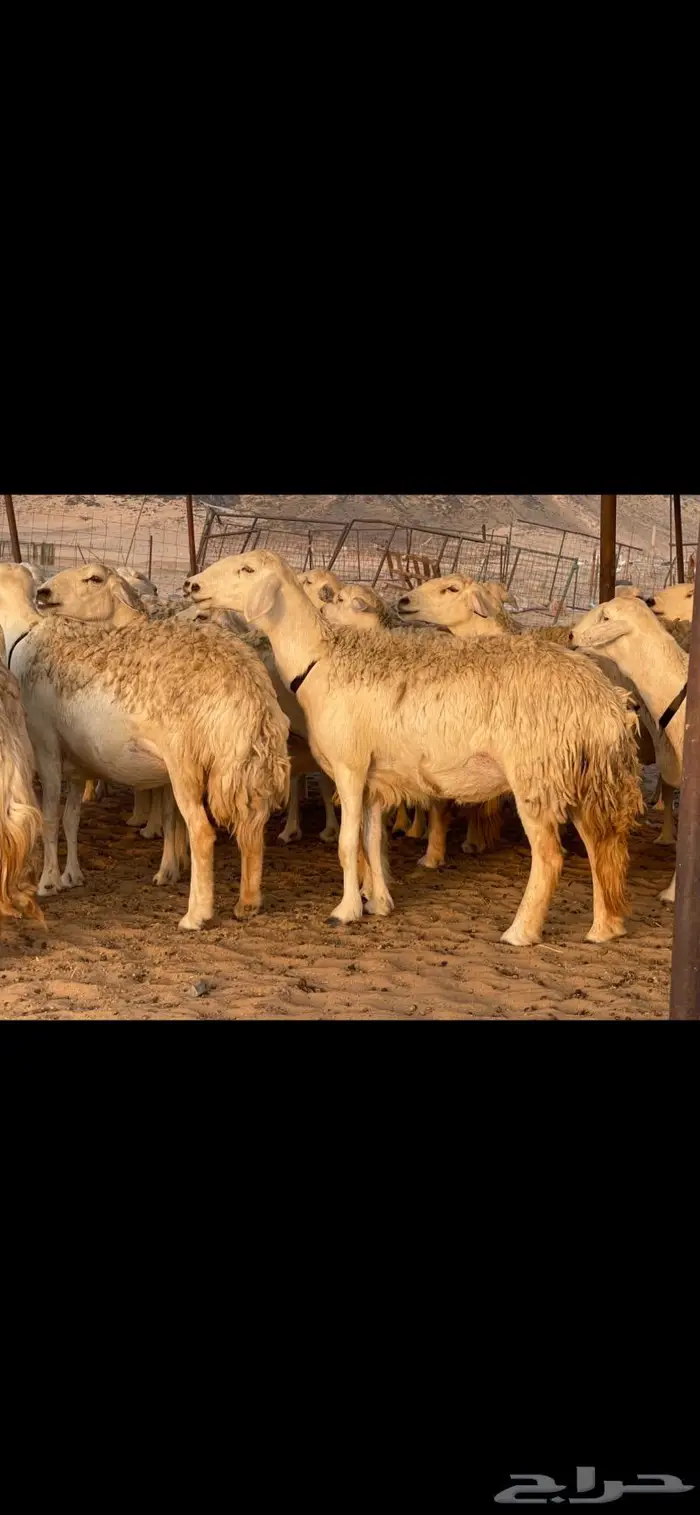 غنم حريات حرش صنف درجة أولى ( تم البيع ) 13