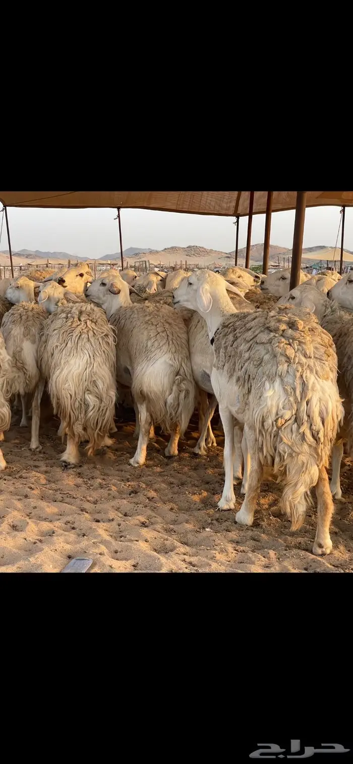 غنم حريات حرش صنف درجة أولى ( تم البيع ) 12