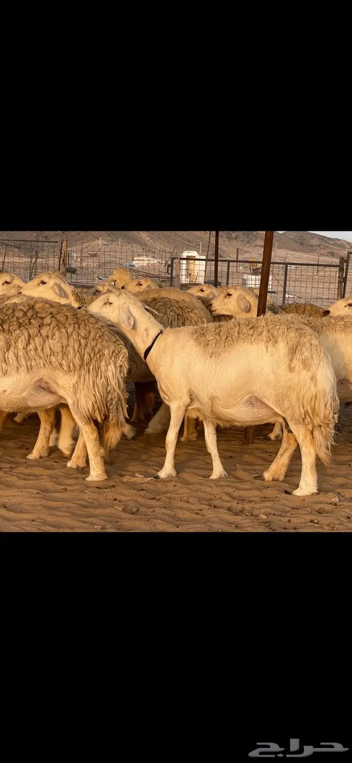 غنم حريات حرش صنف درجة أولى ( تم البيع ) 15