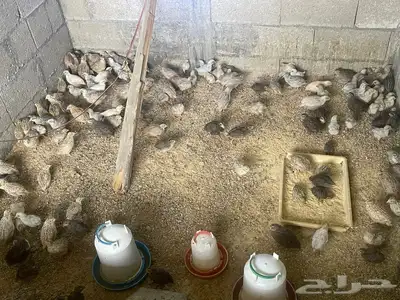 للبيع سمان 4