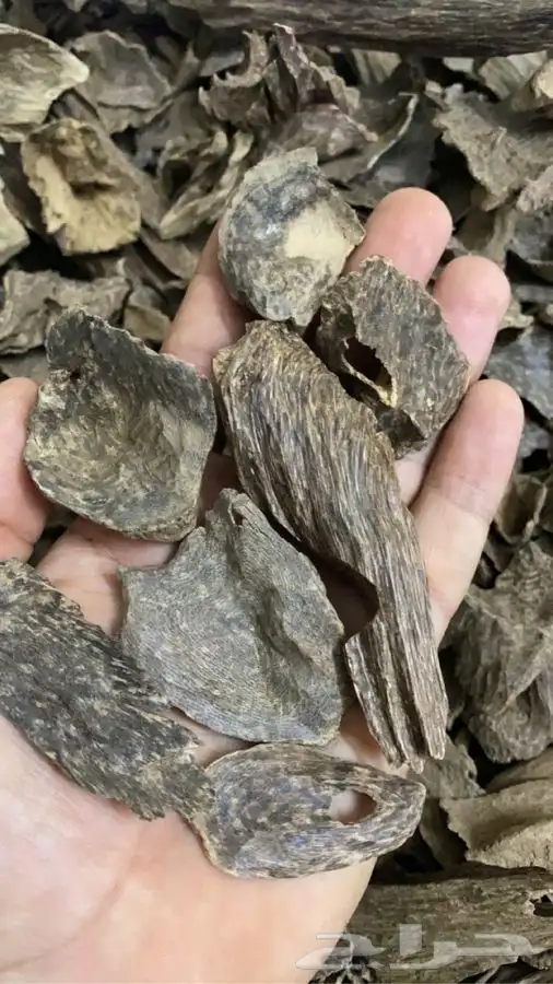 عود  سيلاني غابه ادمز ملكي فاخر 1