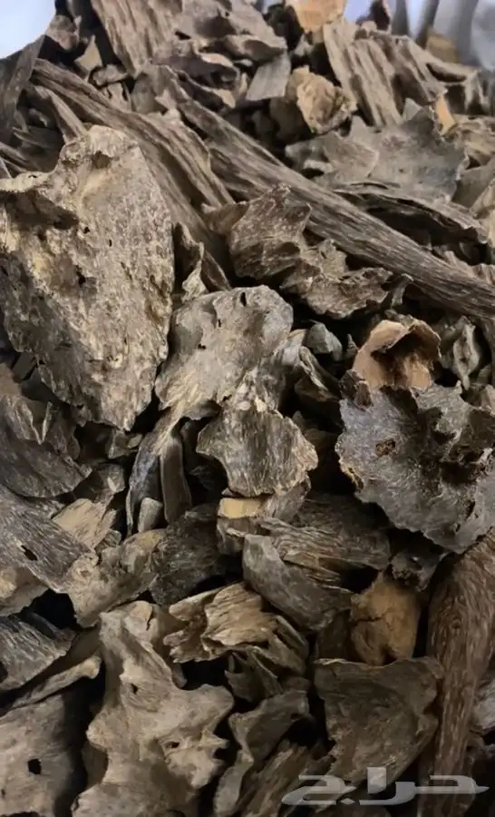 عود  سيلاني غابه ادمز ملكي فاخر 6