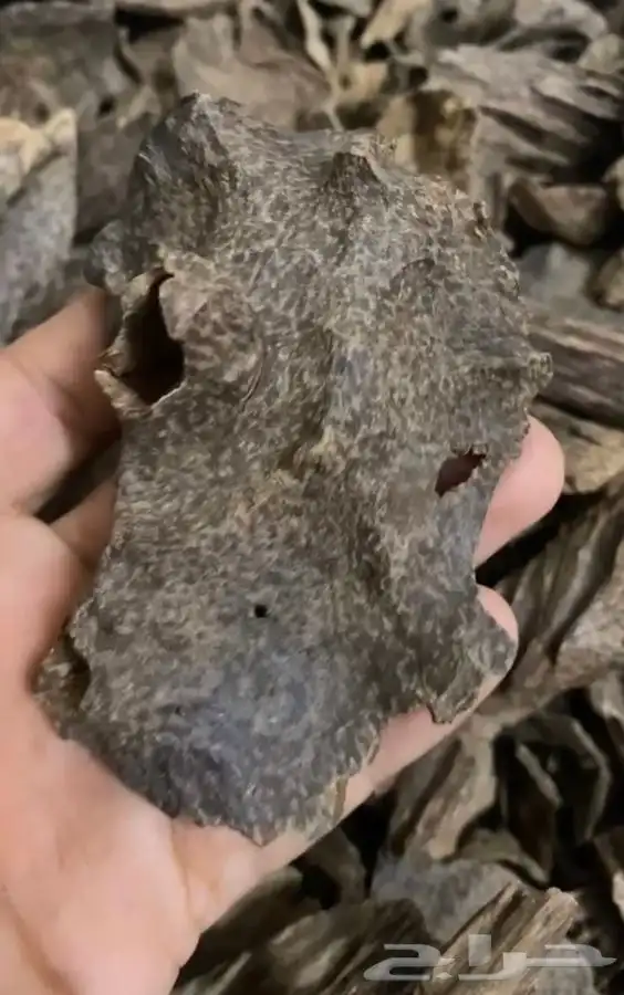 عود  سيلاني غابه ادمز ملكي فاخر 5