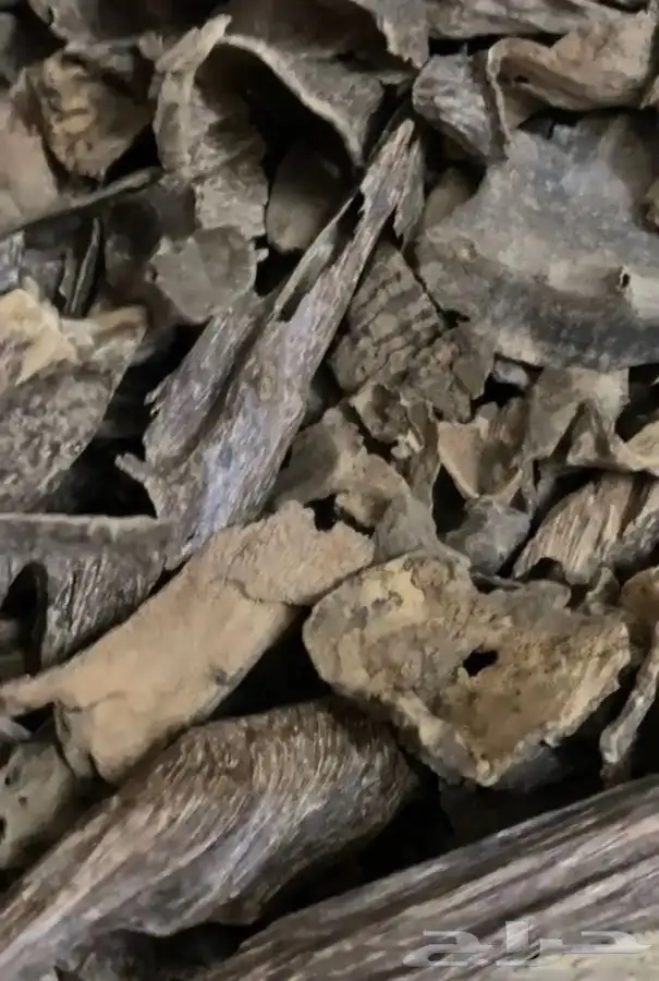 عود  سيلاني غابه ادمز ملكي فاخر 2