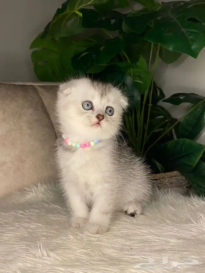 قطط سكوتش فولد بيور 1