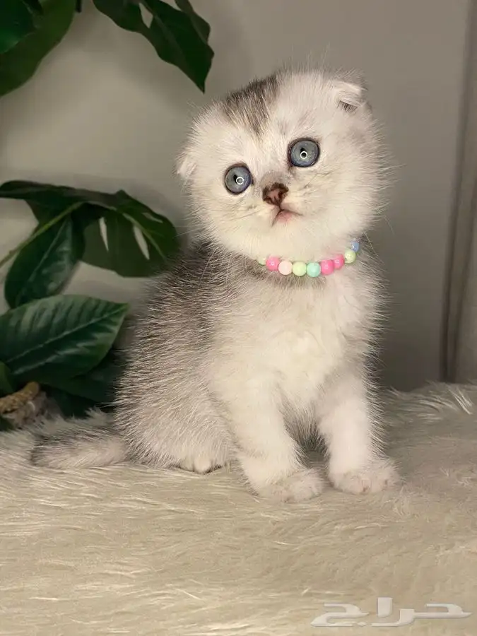 قطط سكوتش فولد بيور 2