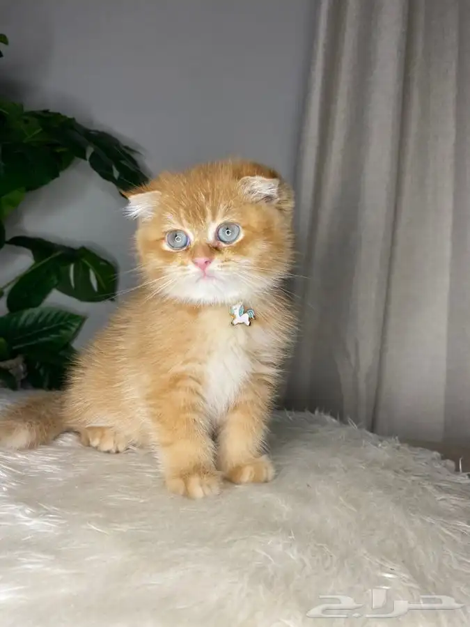 قطط سكوتش فولد بيور 0