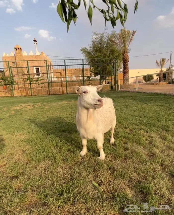 امهات ومعزاء ومنتجات الماعز القزم 6