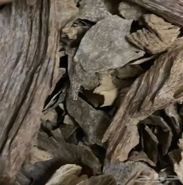 عود  سيلاني غابه ادمز ملكي فاخر 4