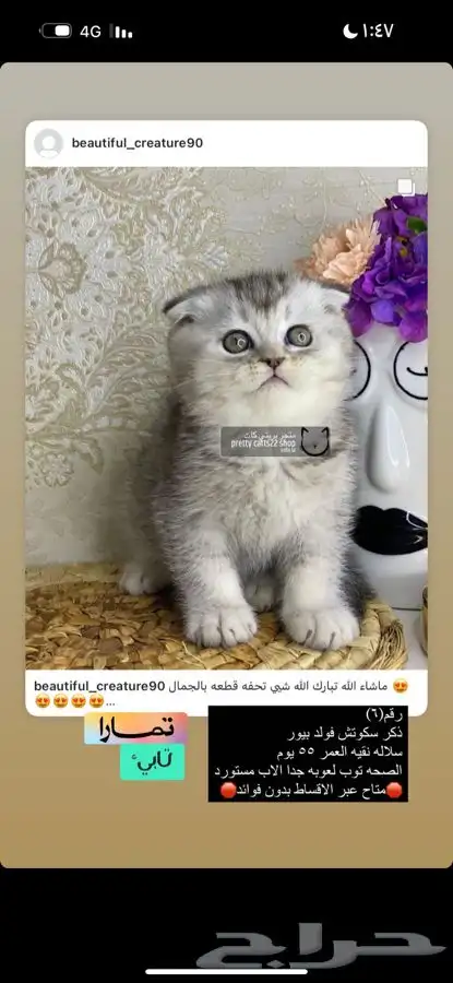 يكوتش فولد قولد كيتن قطط صغيره قطوه قط قطو قطه سكوتش قطو 2