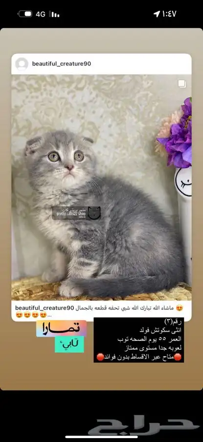 يكوتش فولد قولد كيتن قطط صغيره قطوه قط قطو قطه سكوتش قطو 4