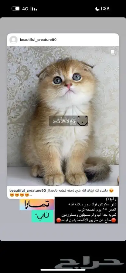 يكوتش فولد قولد كيتن قطط صغيره قطوه قط قطو قطه سكوتش قطو 0