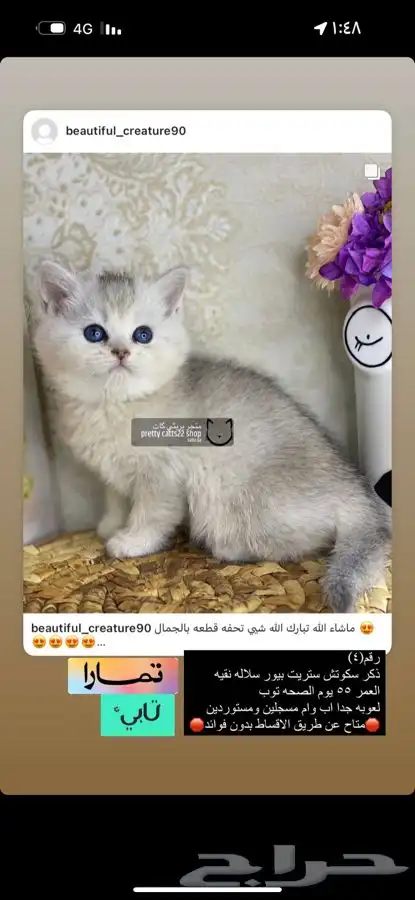 يكوتش فولد قولد كيتن قطط صغيره قطوه قط قطو قطه سكوتش قطو 5