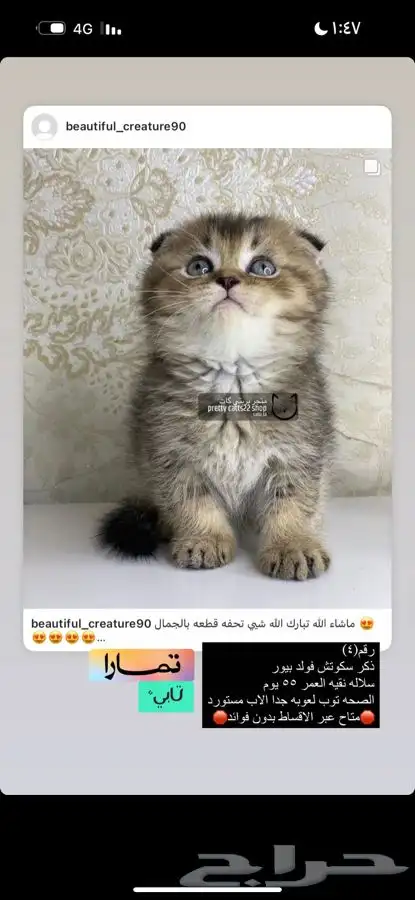 يكوتش فولد قولد كيتن قطط صغيره قطوه قط قطو قطه سكوتش قطو 3