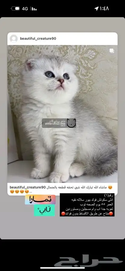 يكوتش فولد قولد كيتن قطط صغيره قطوه قط قطو قطه سكوتش قطو 1