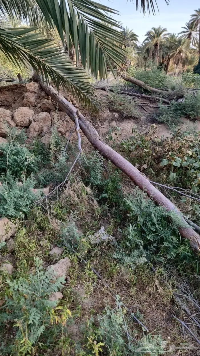 جذوع أثل للأعمال التراثية... 1