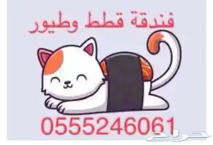 فندقة قطط 61 60 24 0555 وقت سفرك 2