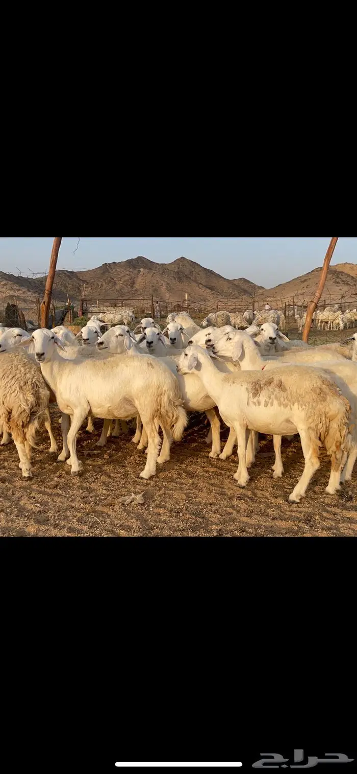 غنم حرية حرش 27 تحتها 1 0