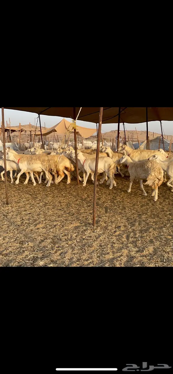غنم حرية حرش 27 تحتها 1 3