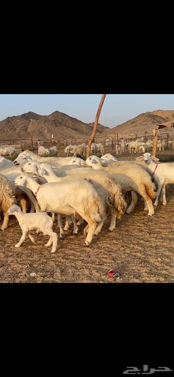 غنم حرية حرش 27 تحتها 1 5
